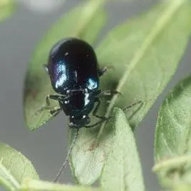 thumbnail for publication: Flea Beetles of the Genus Altica: Altica spp. (Insecta: Coleoptera: Chrysomelidae)